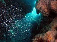 Silversides in Cavern at Little San Salvador