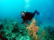 Deb on reef at Little San Salvador Bahamas