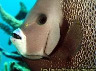 Grey Angelfish Exumas Bahamas