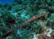 Trumpet Fish Bimini Bahamas