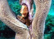 Flamingo Tongues on coral Bahamas