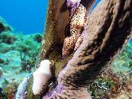 Multi Flamingo Tongues Bimini Bahamas