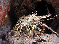 Spiny lobster Dark Star Bahamas