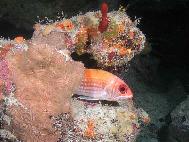 Bigeye in coral head Dark Star Bahamas