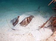 Atlantic Southern Stingray Bahamas