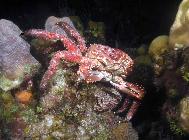 Channel Crab Piller Coral Roatan Honduras