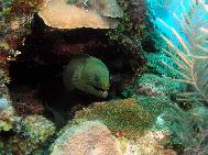 Green Moray at Herbies Place Roatan Honduras