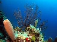 The wall at Herbies Place Roatan Honduras