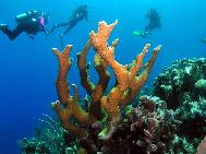 Elkhorn Coral and Divers Roatan Honduras