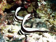 Twin Juvenile Spotted Drum Fish Tuniffe Atoll Belize C.A.