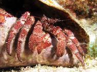 Hermit Crab in Conch Shell BAIII 06
