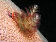 Christmas Tree Worm on Coral Head Lighthouse Atoll Belize C.A.