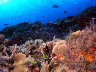 Palancar Reef Cozumel Mexico