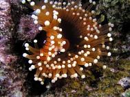 Beaded Anemone with Cleaner Shrimp Bega Lagoon Fiji