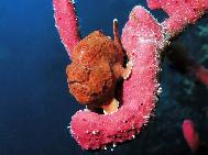 Long Lure Frog Fish Lighthouse Atoll Belize C.A.