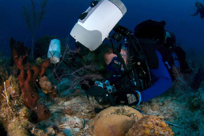 Bahamas Red Lionfish Lionfish in the Caribbean