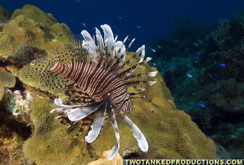 Red Lionfish in the Bahamas 